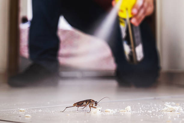 Best Wasp Removal Services  in Diamond, IL