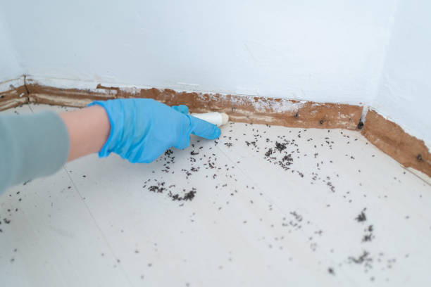 Pest Prevention Services in Diamond, IL